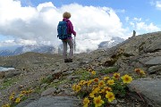 85 Cariofillata delle pietraie (Geum reptans) con vista in Pizzo Scalino